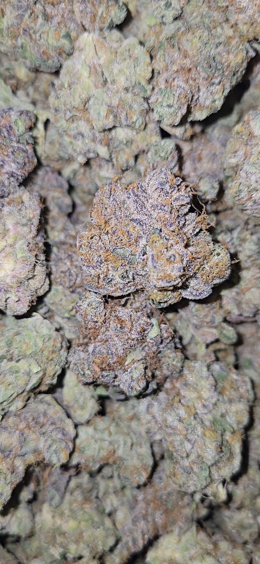 Sour Garlic Cookies ( Indoor ) Hybrid