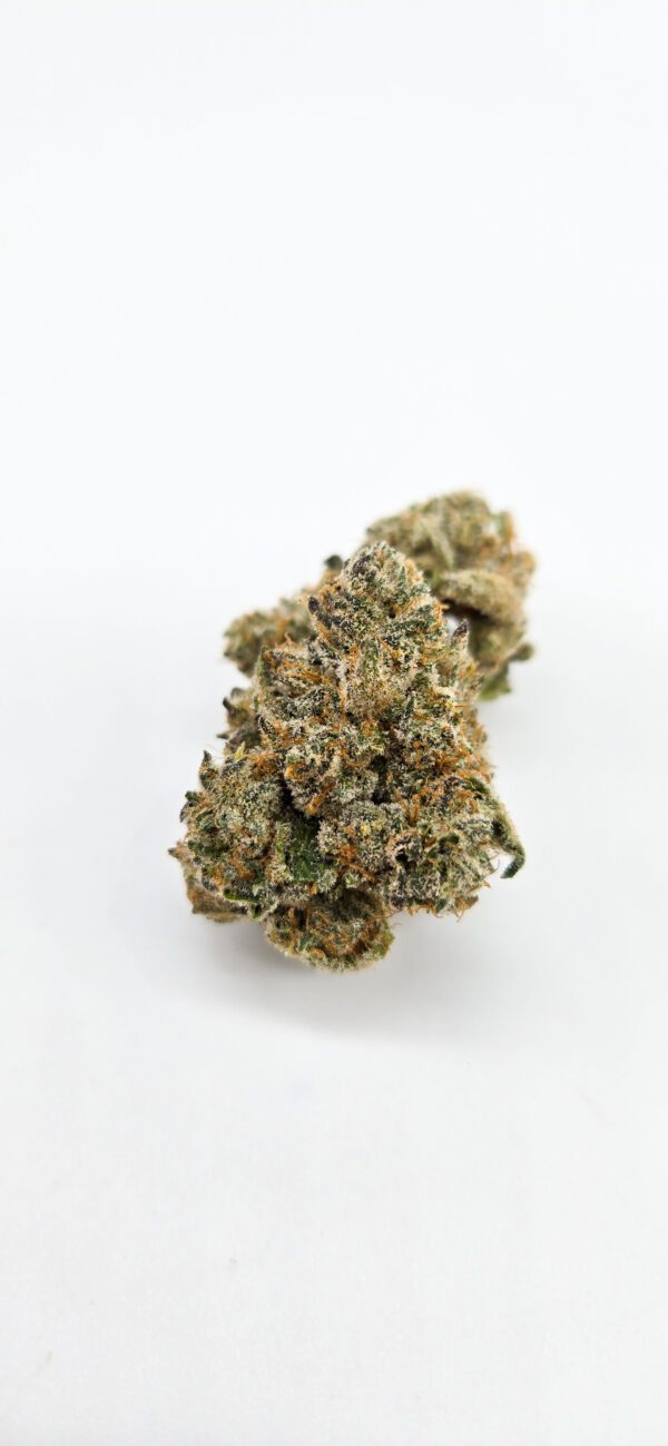 Dark Queen ( Indoor ) Hybrid
