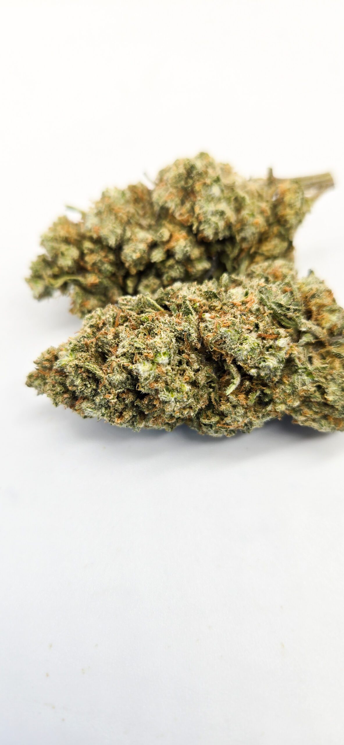 Amber Rose  ( Indoor ) Indica Hybrid